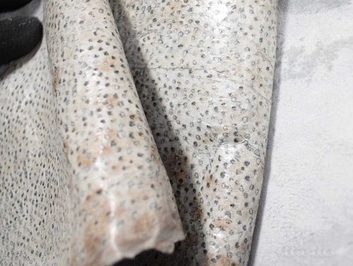 Echtes Steinbeißer Fischleder grau-braun (light shiny) 0,6-1,0 mm #f422
