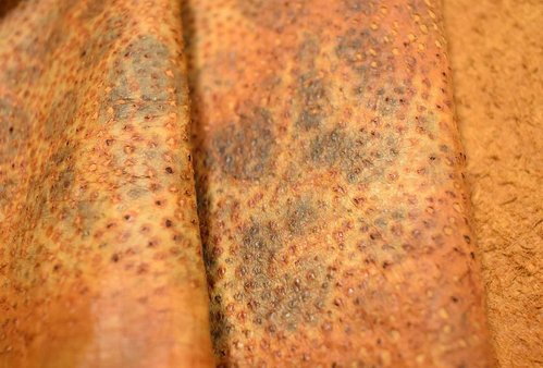 Echtes Steinbeißer Fischleder naturell rostfarben (orange-braun) 1,0-1,4 mm #f428