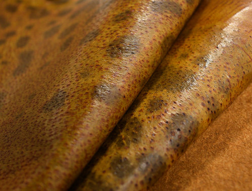 Echtes Steinbeißer Fischleder caramell-braun 0,6-0,8 mm #f438